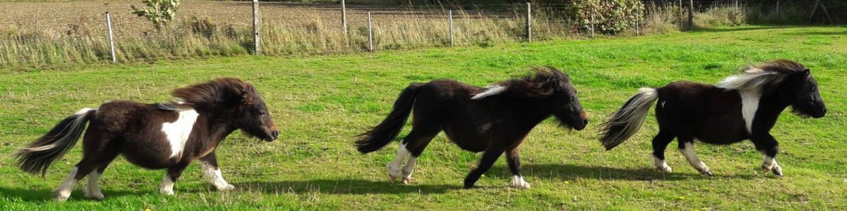 shetland pony belgië